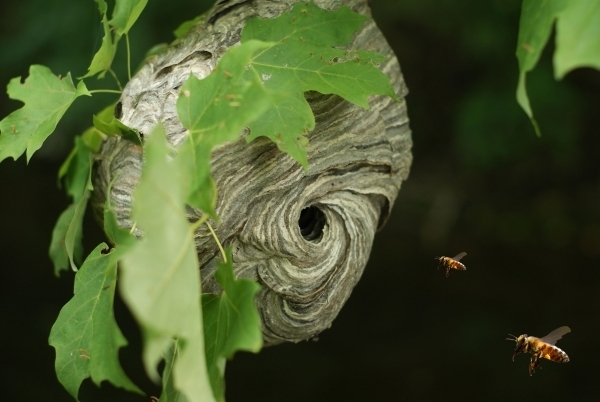 Creation of Bee Hive?: Step 2